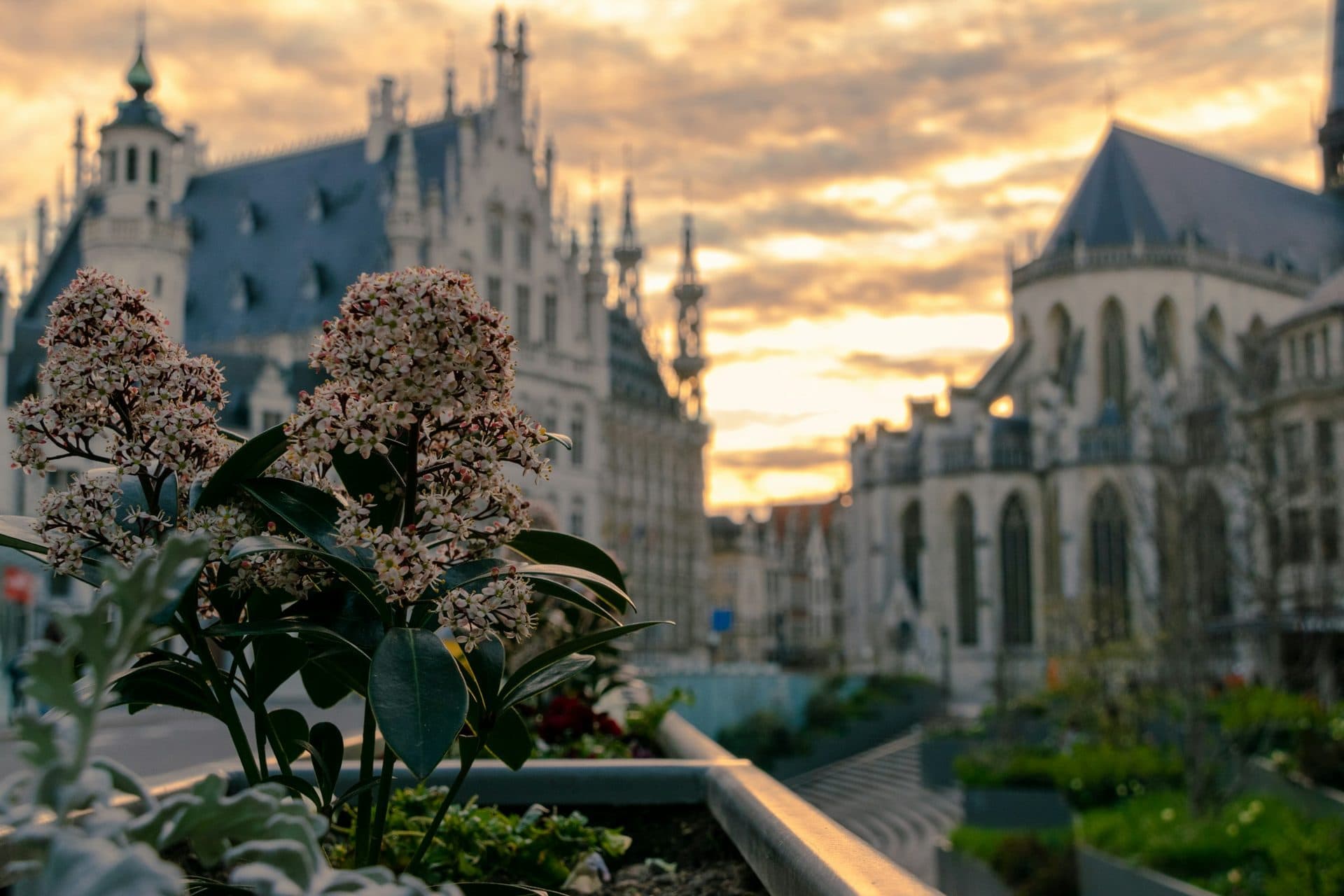 The Gothic town hall of Leuven under a golden evening sky